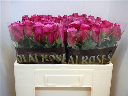 Срезанные цветы оптом Rosa large elewana от 260шт из Голландии с доставкой по России