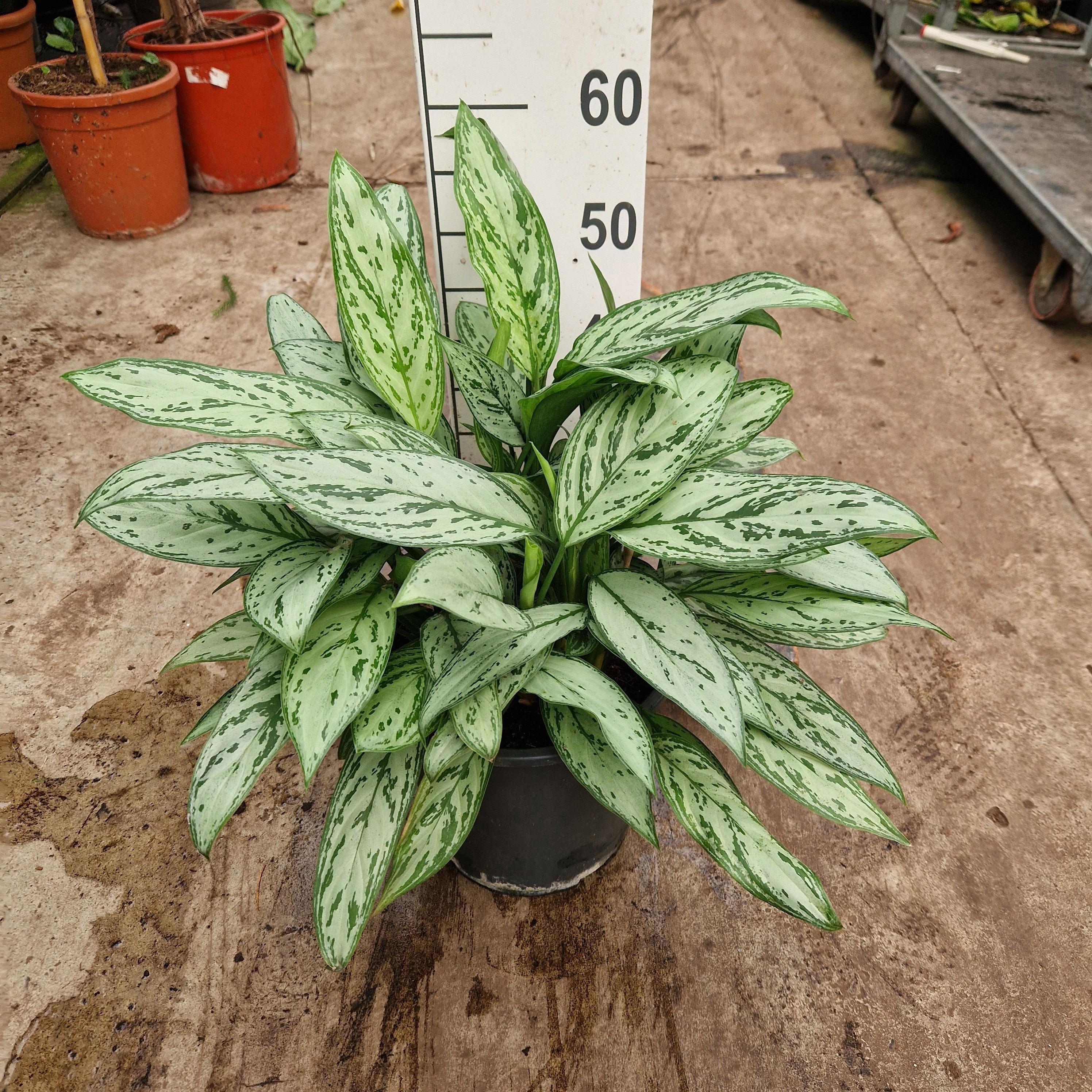 Горшечные цветы и растения оптом Aglaonema Silver Queen от 1шт из Голландии с доставкой по России