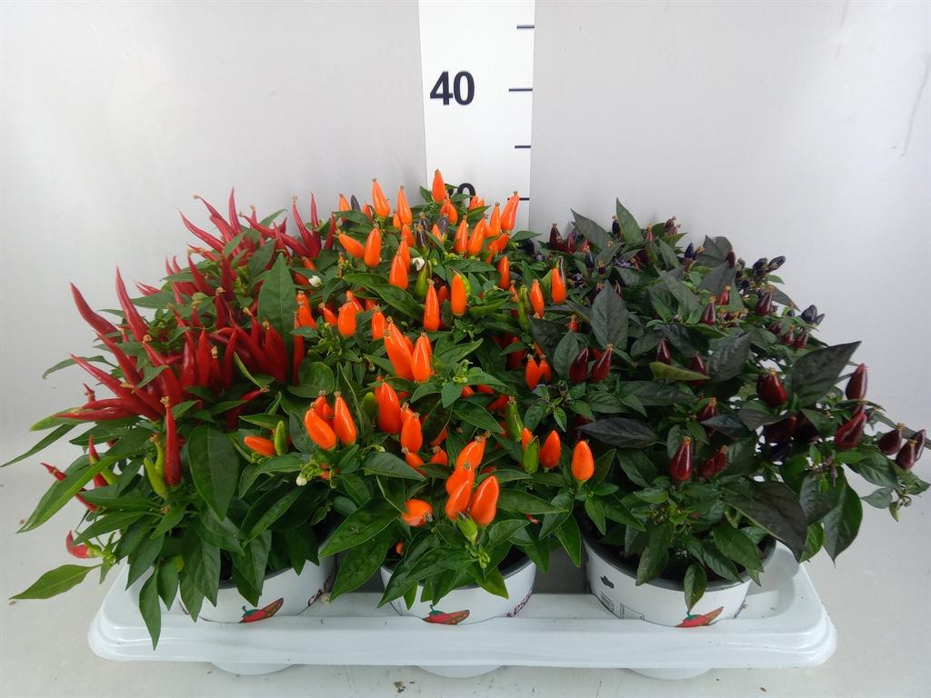 Горшечные цветы и растения оптом Capsicum Annuum ...mix от 6шт из Голландии с доставкой по России