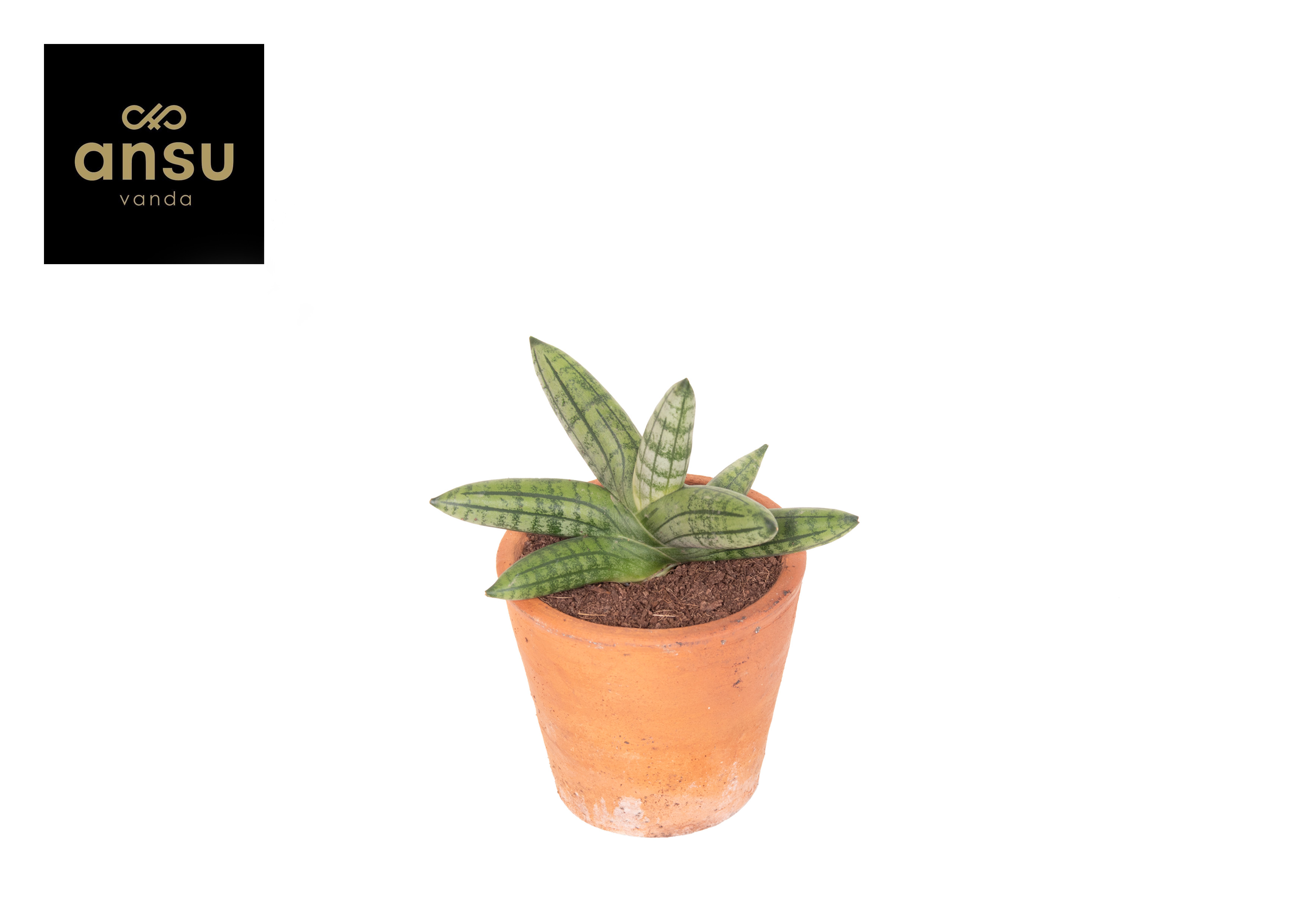 Горшечные цветы и растения оптом Sansevieria Inti Mini No 5. Terracotta от 14шт (для телеги) из Голландии с доставкой по России