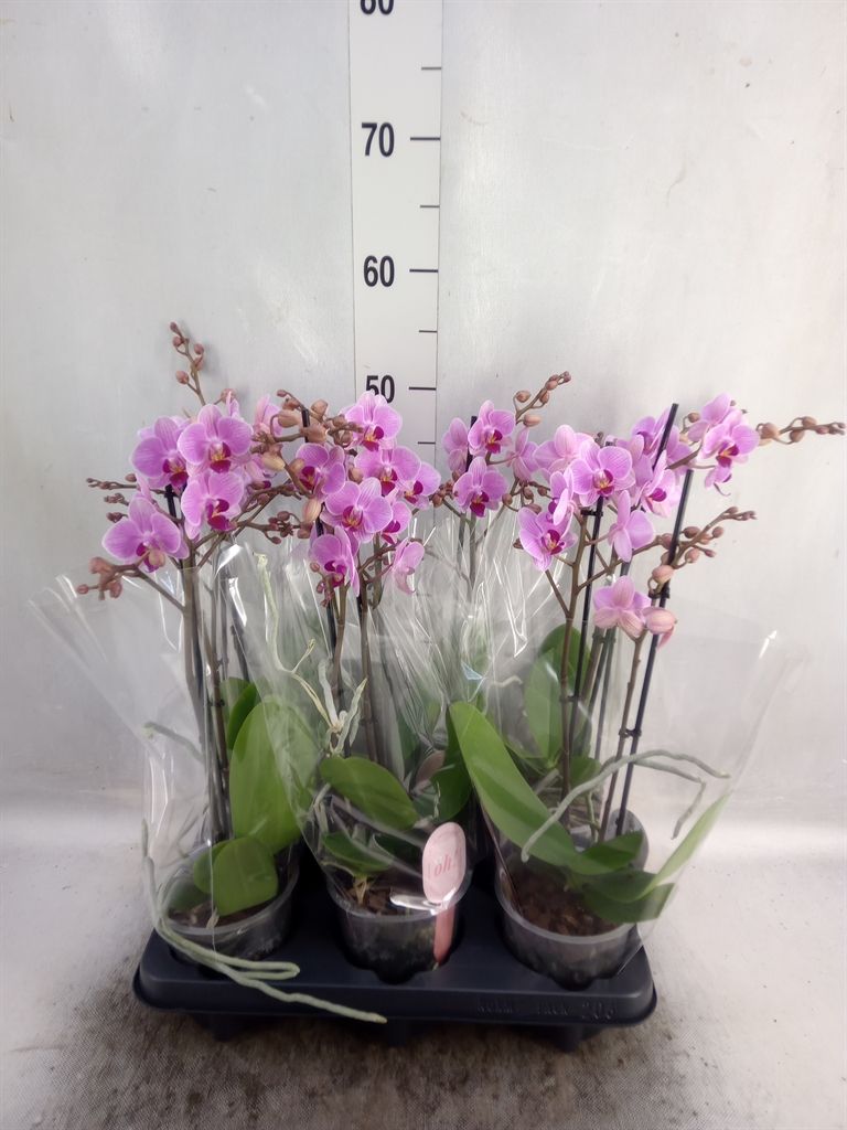 Горшечные цветы и растения оптом Phalaenopsis Multi.   ...rose от 6шт из Голландии с доставкой по России