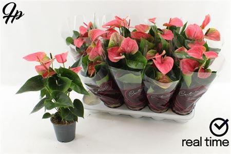 Горшечные цветы и растения оптом Anthu An Sweet Dream 5+ от 10шт из Голландии с доставкой по России