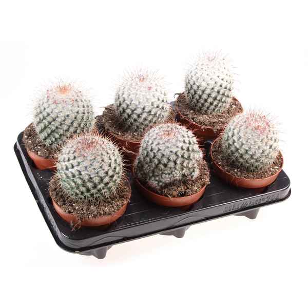 Горшечные цветы и растения оптом Cactus Mammillaria Bombycina от 6шт из Голландии с доставкой по России