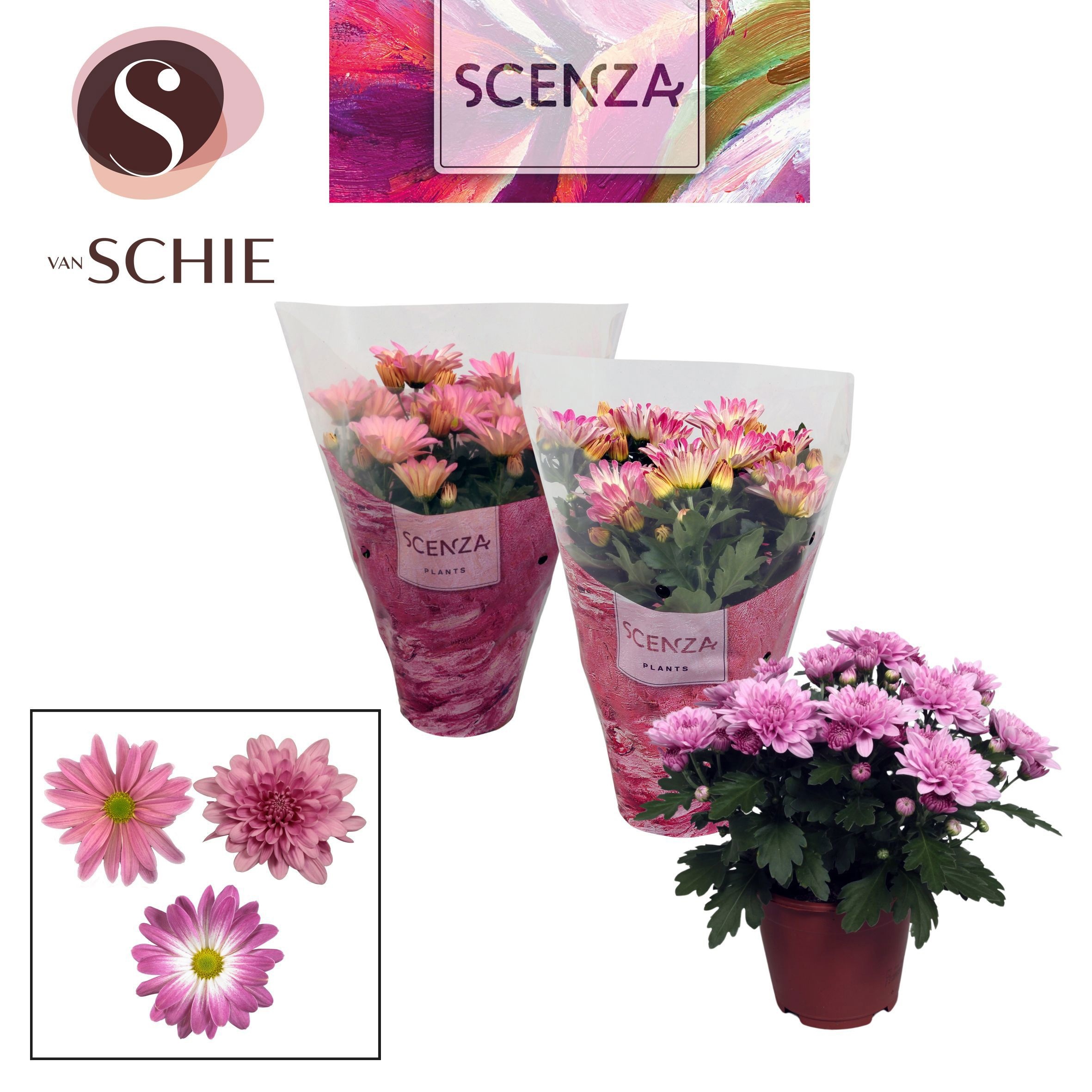 Горшечные цветы и растения оптом Chrys Pink Mix (scenza) от 8шт из Голландии с доставкой по России