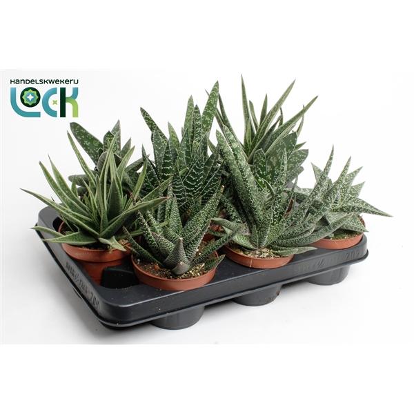 Горшечные цветы и растения оптом Gasteria Mix от 12шт из Голландии с доставкой по России