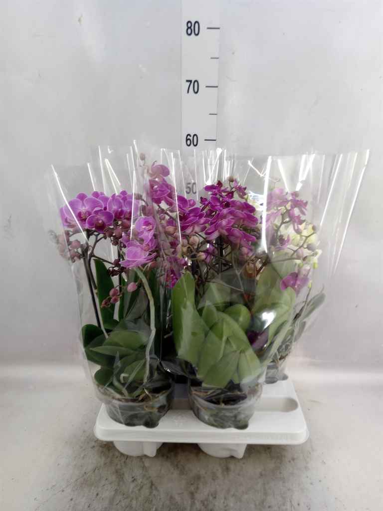 Горшечные цветы и растения оптом Phalaenopsis Multi.   ...mix от 4шт из Голландии с доставкой по России