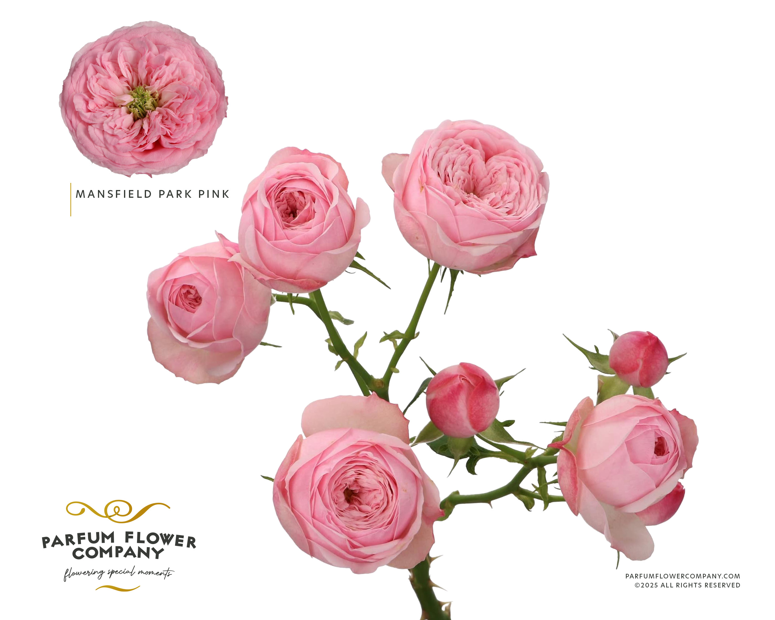 Срезанные цветы оптом Rosa spray mansfield pink park от 12шт из Голландии с доставкой по России