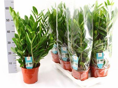 Горшечные цветы и растения оптом Zamioculcas 8+ от 6шт из Голландии с доставкой по России