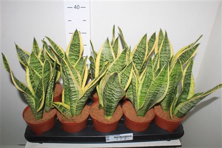 Горшечные цветы и растения оптом Sansev Futura Superb от 10шт из Голландии с доставкой по России