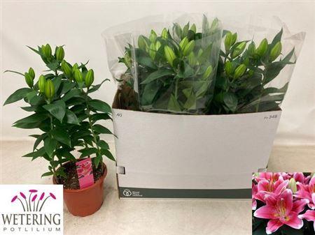 Горшечные цветы и растения оптом Lil Or Sunny Robyn 5pp от 5шт из Голландии с доставкой по России