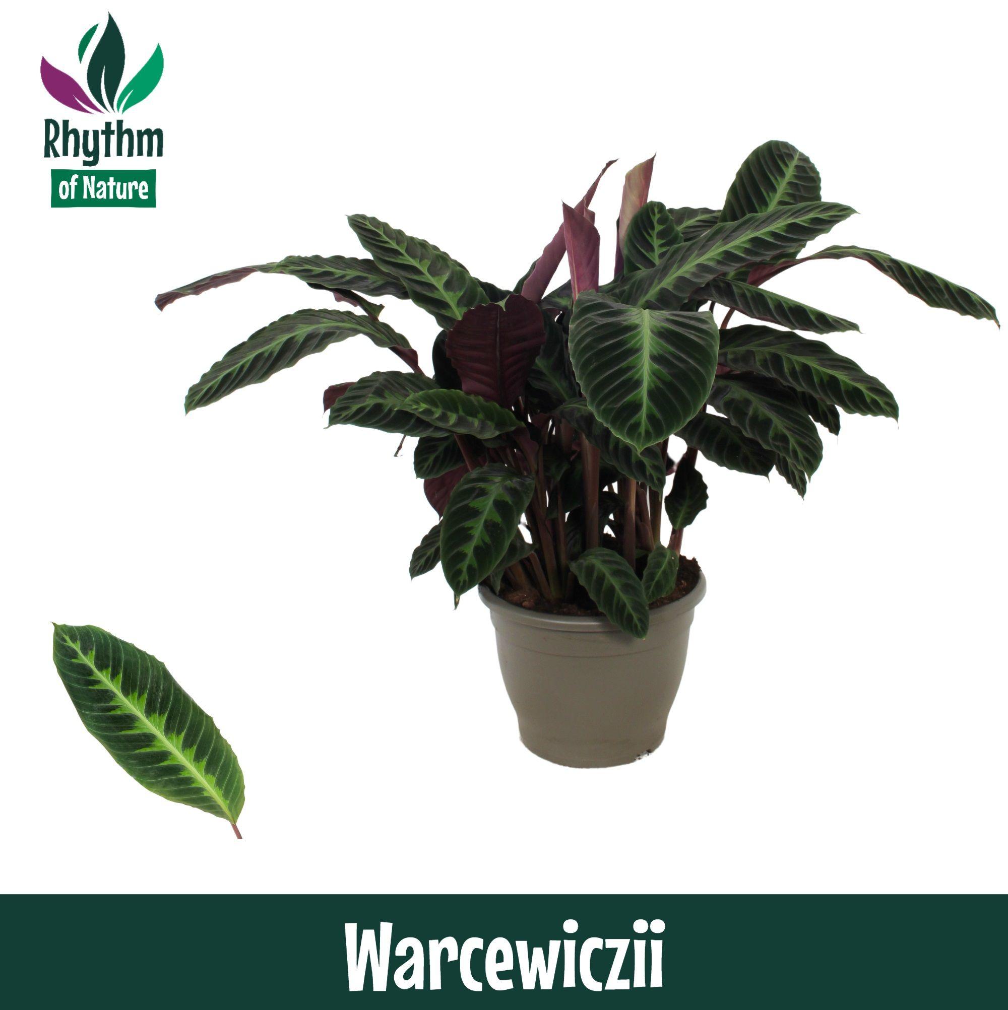 Горшечные цветы и растения оптом Calathea Warcewiczii Decorum от 1шт из Голландии с доставкой по России