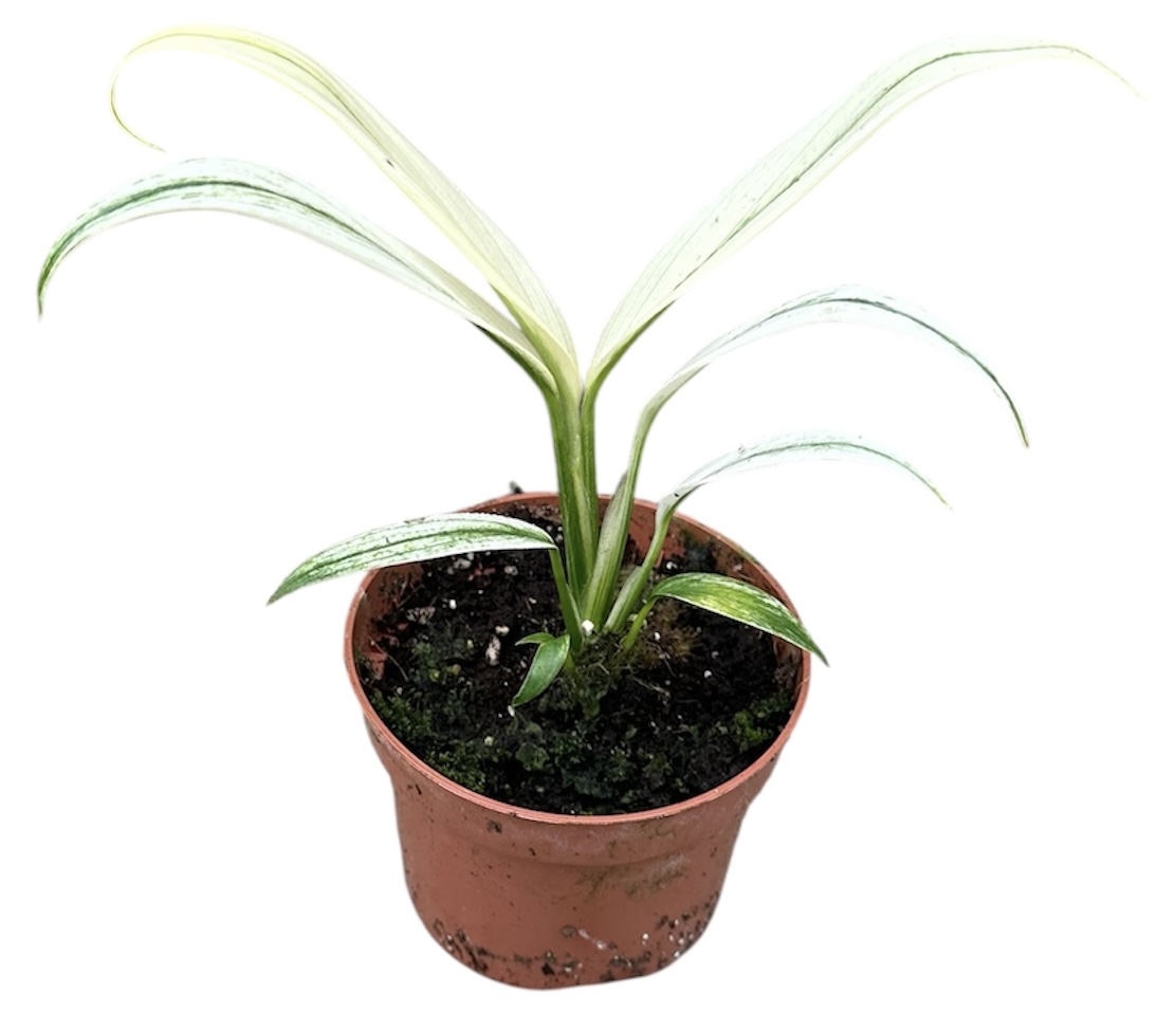 Горшечные цветы и растения оптом Amplissimum White Variegata от 1шт из Голландии с доставкой по России