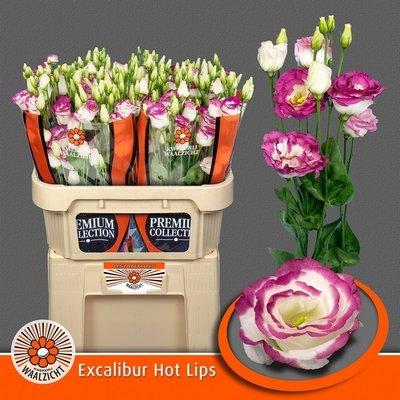 Срезанные цветы оптом Lisianthus do excalibur hot lips от 20шт. из Голландии с доставкой по России