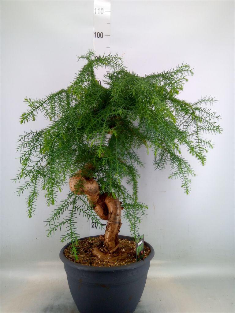 Горшечные цветы и растения оптом Araucaria   ... от 1шт из Голландии с доставкой по России
