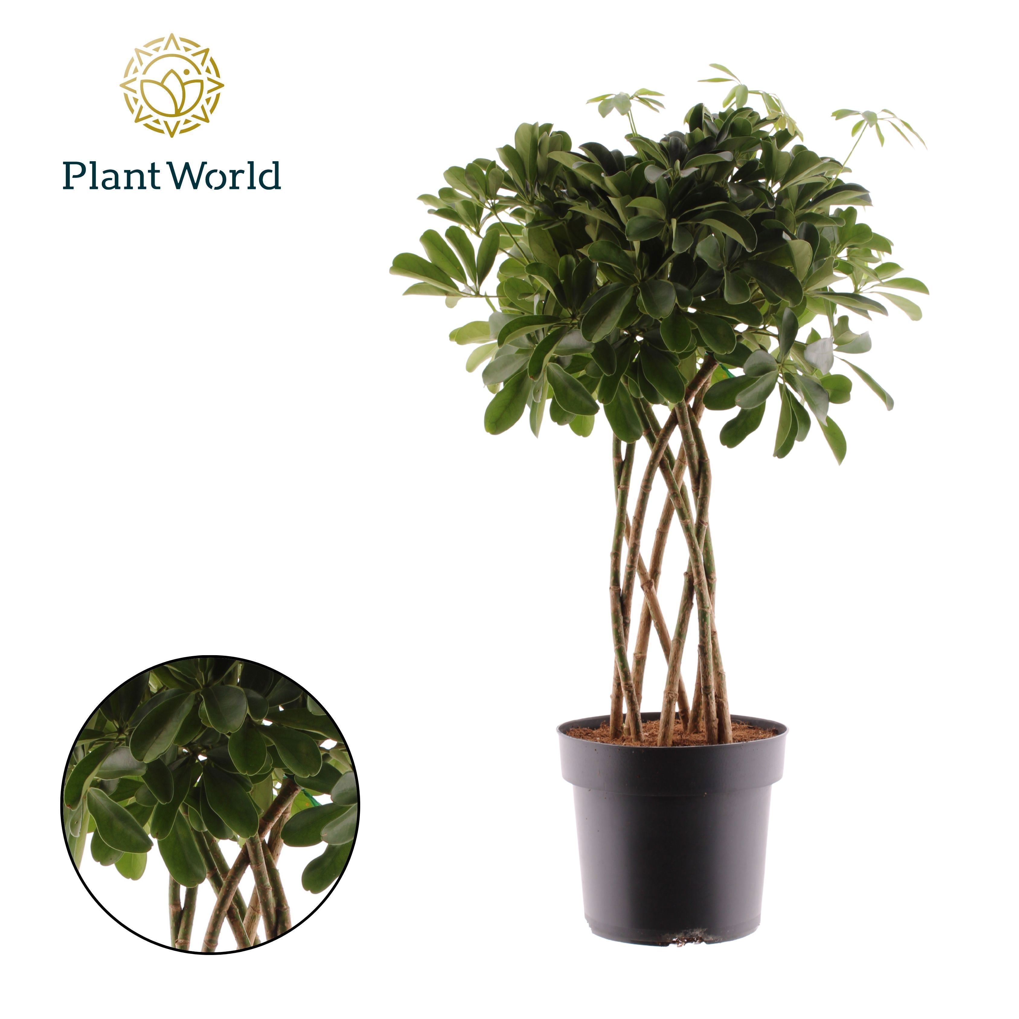 Горшечные цветы и растения оптом Schefflera Nora Tube(decorum) от 1шт из Голландии с доставкой по России