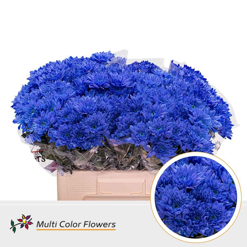 Срезанные цветы оптом Chrys sp paint baltica blue dark от 40шт из Голландии с доставкой по России