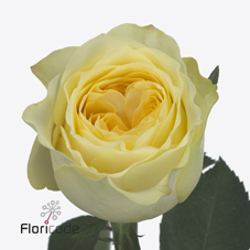 Срезанные цветы оптом Rosa large buttercup от 60шт из Голландии с доставкой по России