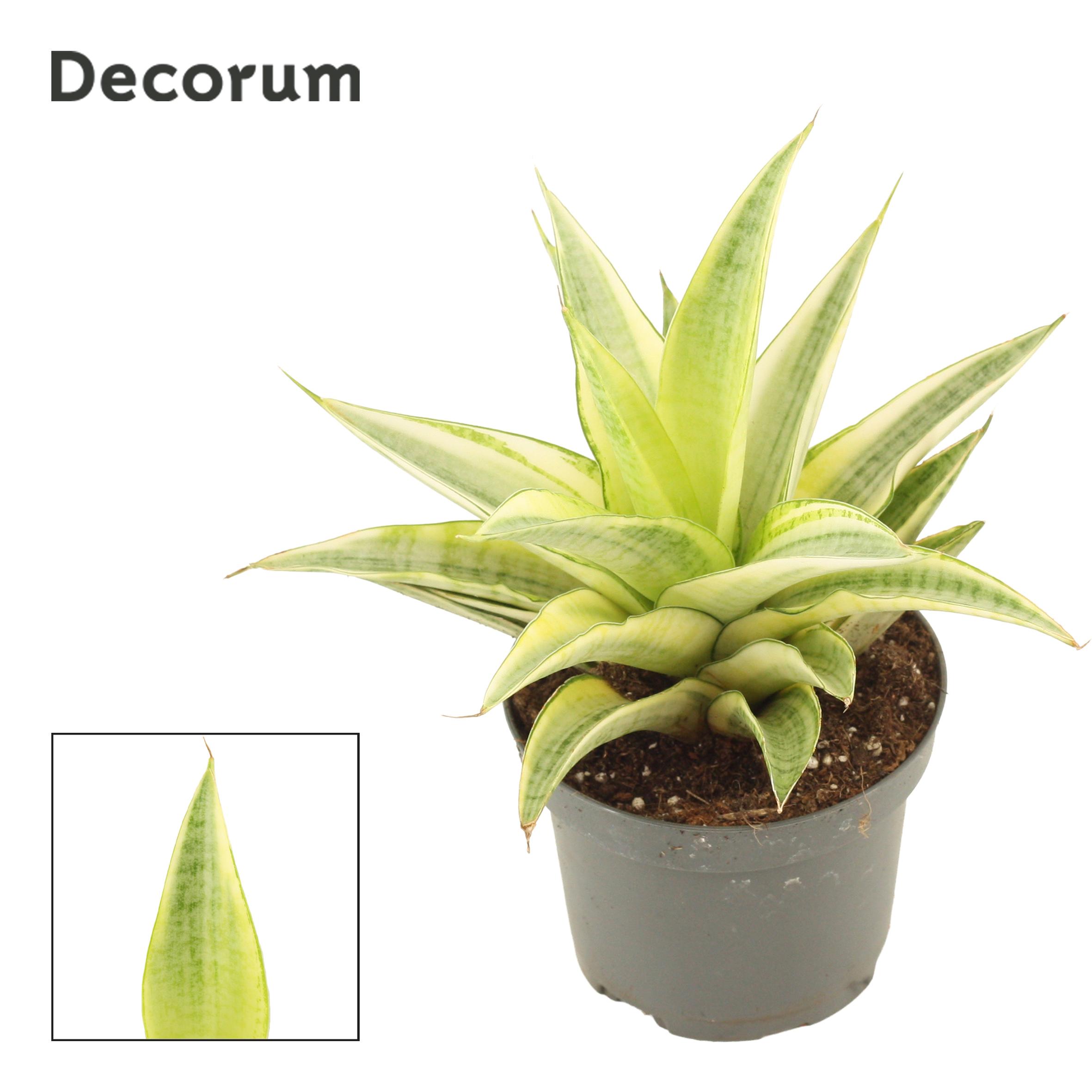 Горшечные цветы и растения оптом Sansevieria Gabriella Crown 9 Cm (decorum) от 12шт (для телеги) из Голландии с доставкой по России