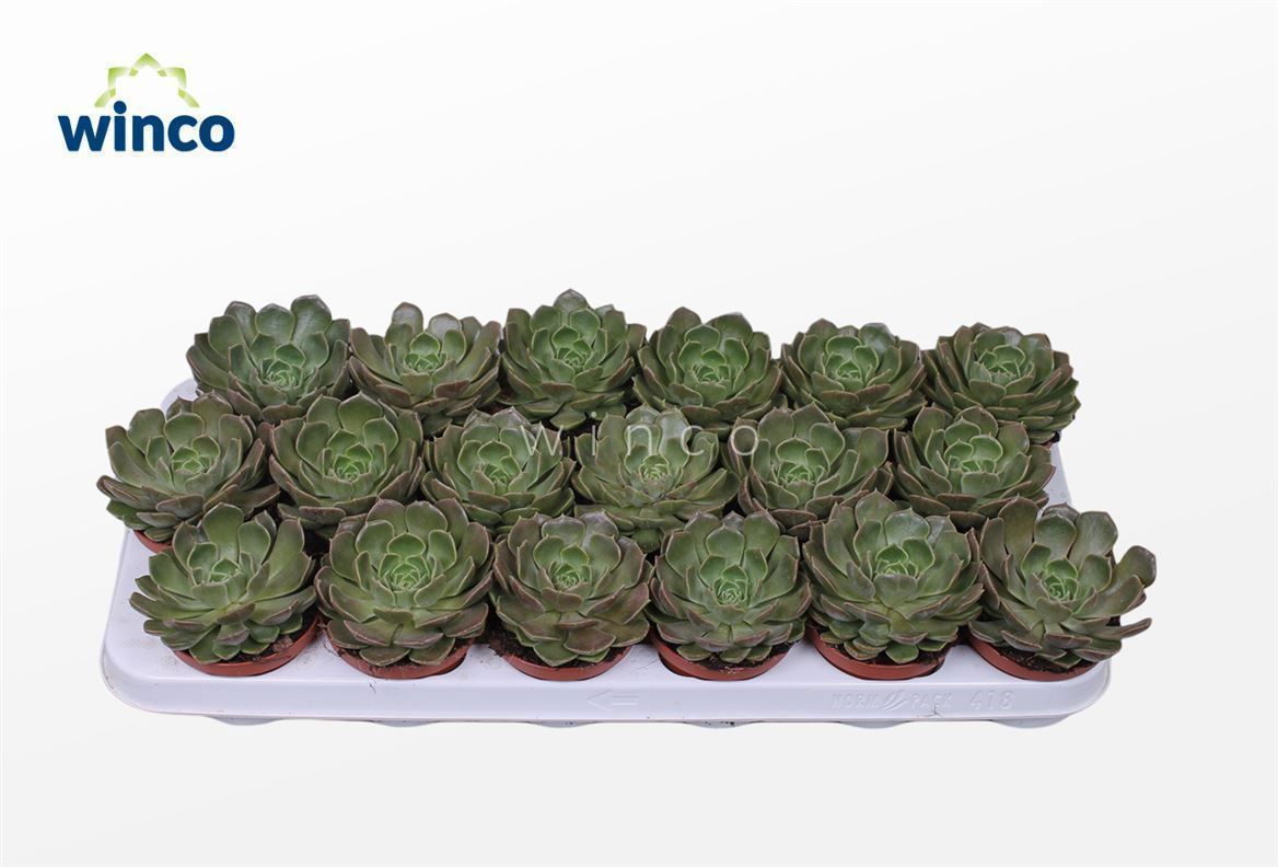 Горшечные цветы и растения оптом Echeveria Bron Rose от 18шт (для телеги) из Голландии с доставкой по России