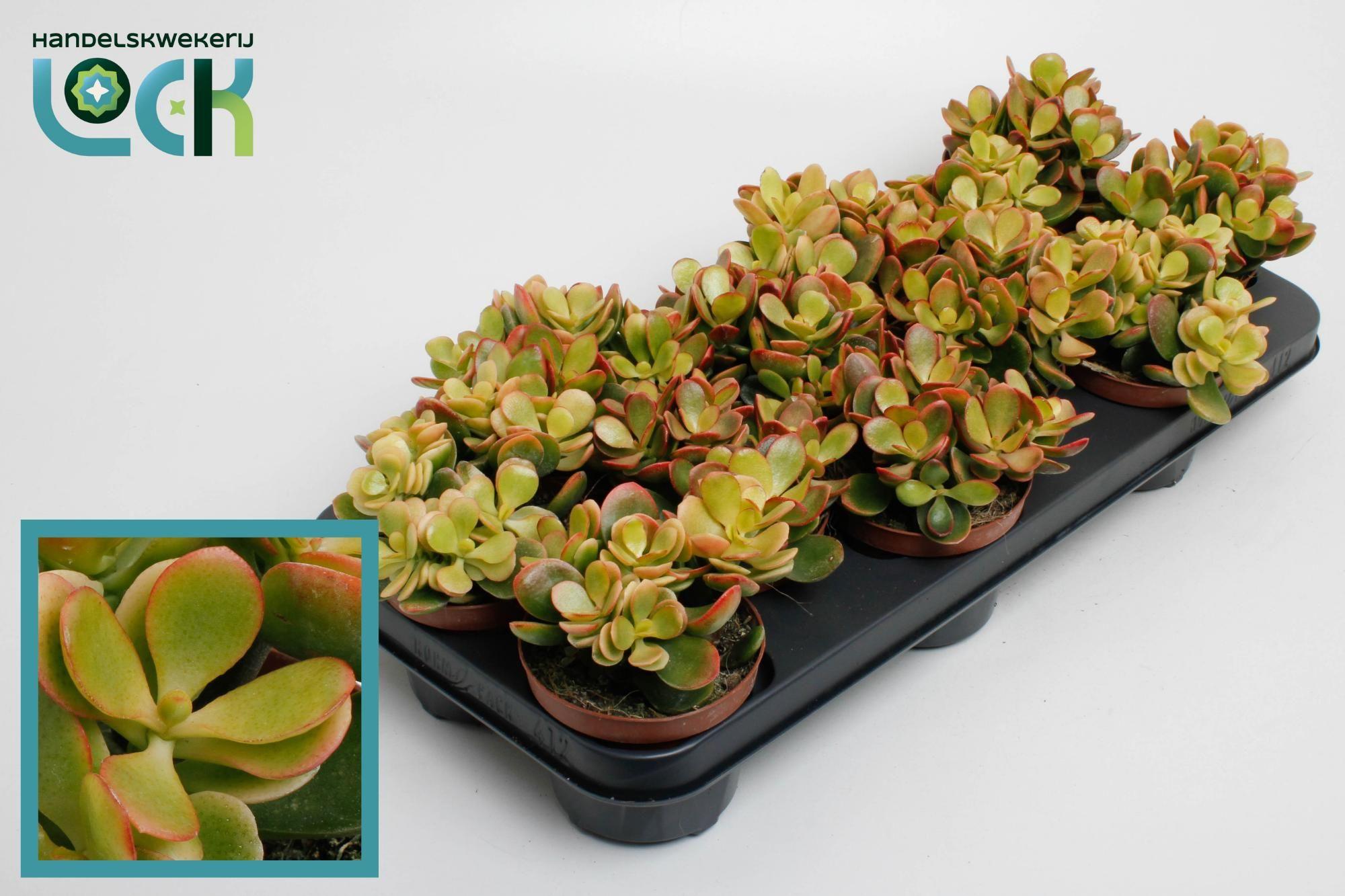 Горшечные цветы и растения оптом Crassula Ovata Indian Summer от 12шт из Голландии с доставкой по России