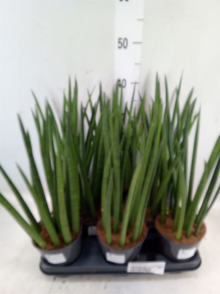 Горшечные цветы и растения оптом Sansevieria Cyl.  ... от 8шт из Голландии с доставкой по России