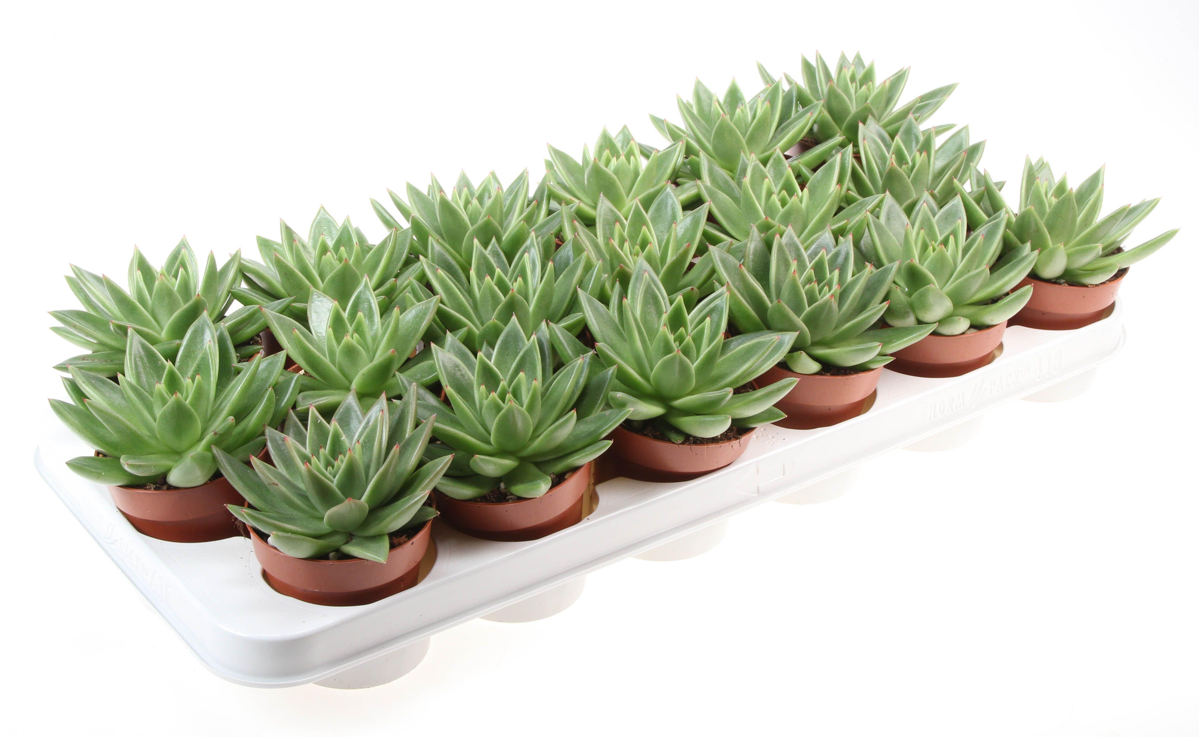 Горшечные цветы и растения оптом Echeveria Miranda от 18шт (для телеги) из Голландии с доставкой по России