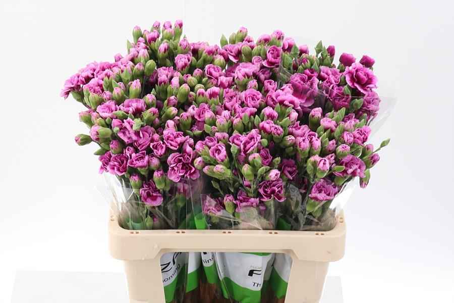 Срезанные цветы оптом Dianthus sp amyle от 100шт из Голландии с доставкой по России