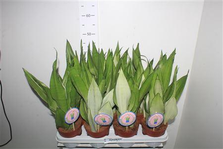 Горшечные цветы и растения оптом Sansev Moonshine от 7шт из Голландии с доставкой по России