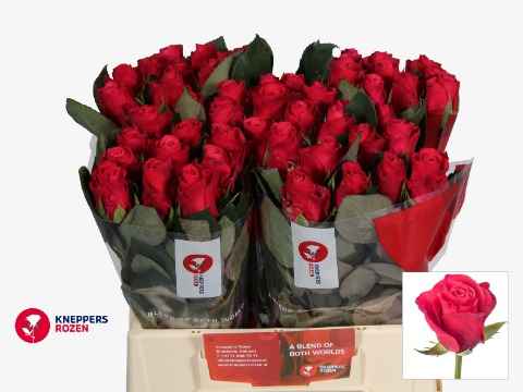 Срезанные цветы оптом Rosa la tacazzi+ от 50шт из Голландии с доставкой по России