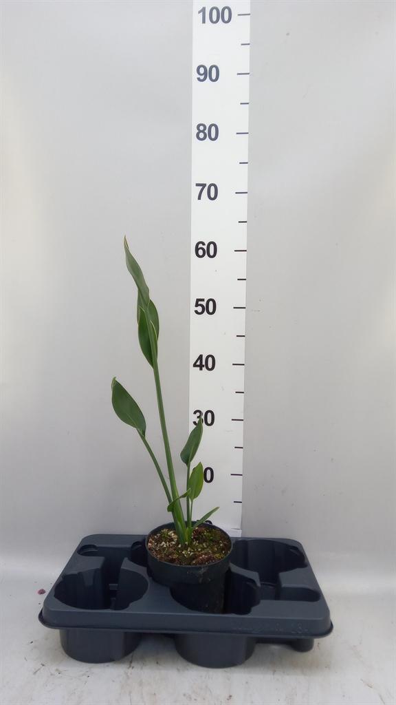 Горшечные цветы и растения оптом Strelitzia Reg. ...no Flowers от 1шт из Голландии с доставкой по России