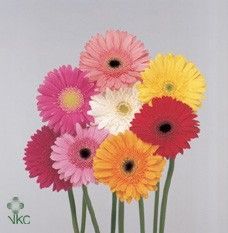 Срезанные цветы оптом Gerbera mix rainbow от 40шт из Голландии с доставкой по России