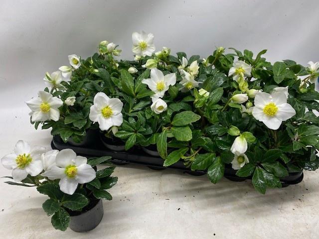 Горшечные цветы и растения оптом Helleborus Nig. Little Star от 18шт (для телеги) из Голландии с доставкой по России