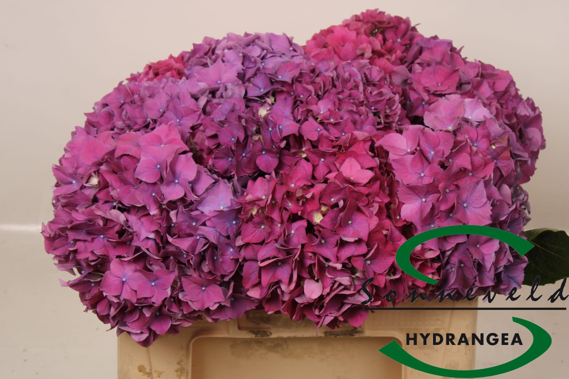 Срезанные цветы оптом Hydrangea glowing alps purple от 10шт. из Голландии с доставкой по России