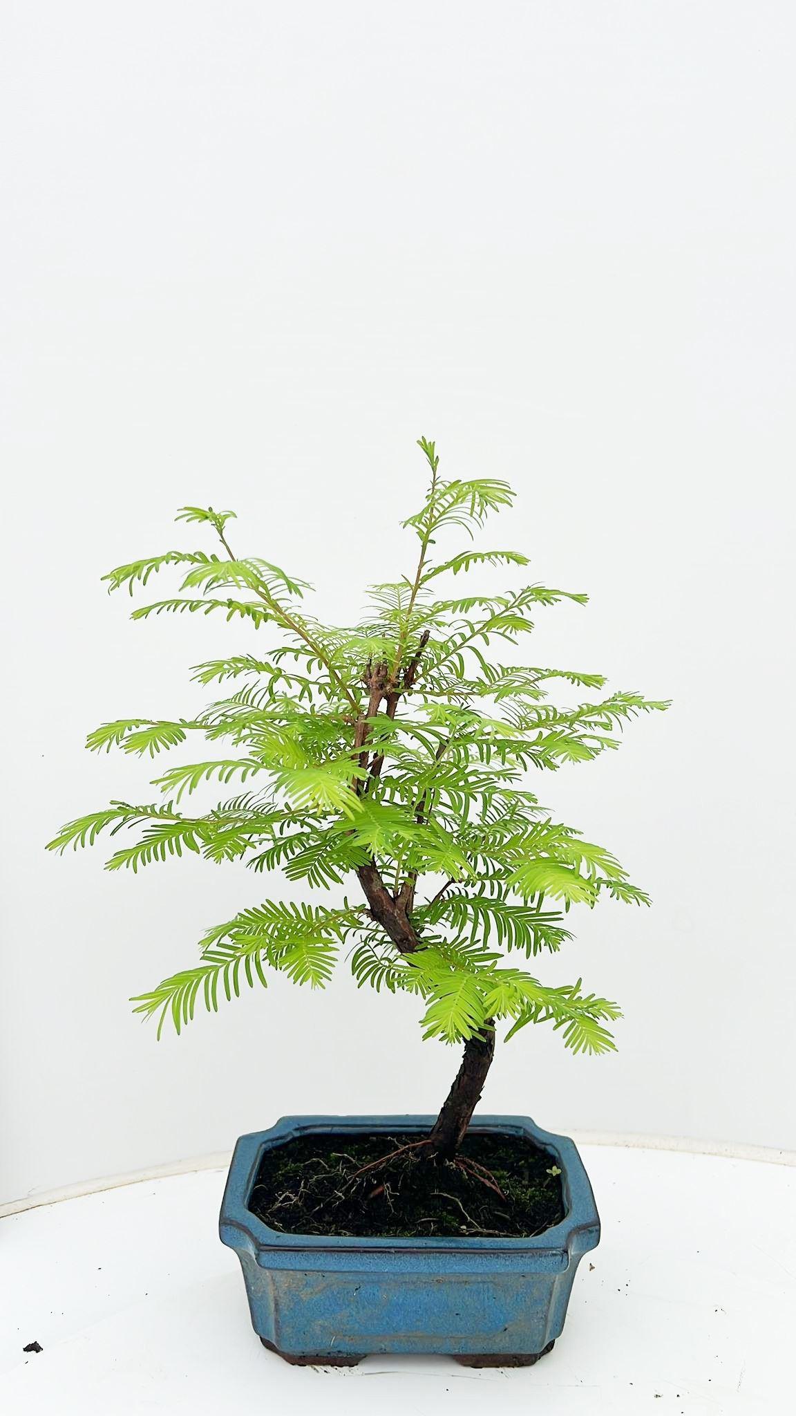 Горшечные цветы и растения оптом Bonsai Pseudolarix Amabilis от 8шт из Голландии с доставкой по России