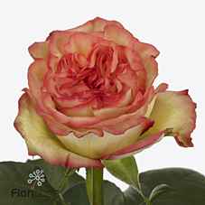 Срезанные цветы оптом Rosa la aruba summerhouse от 50шт. из Голландии с доставкой по России