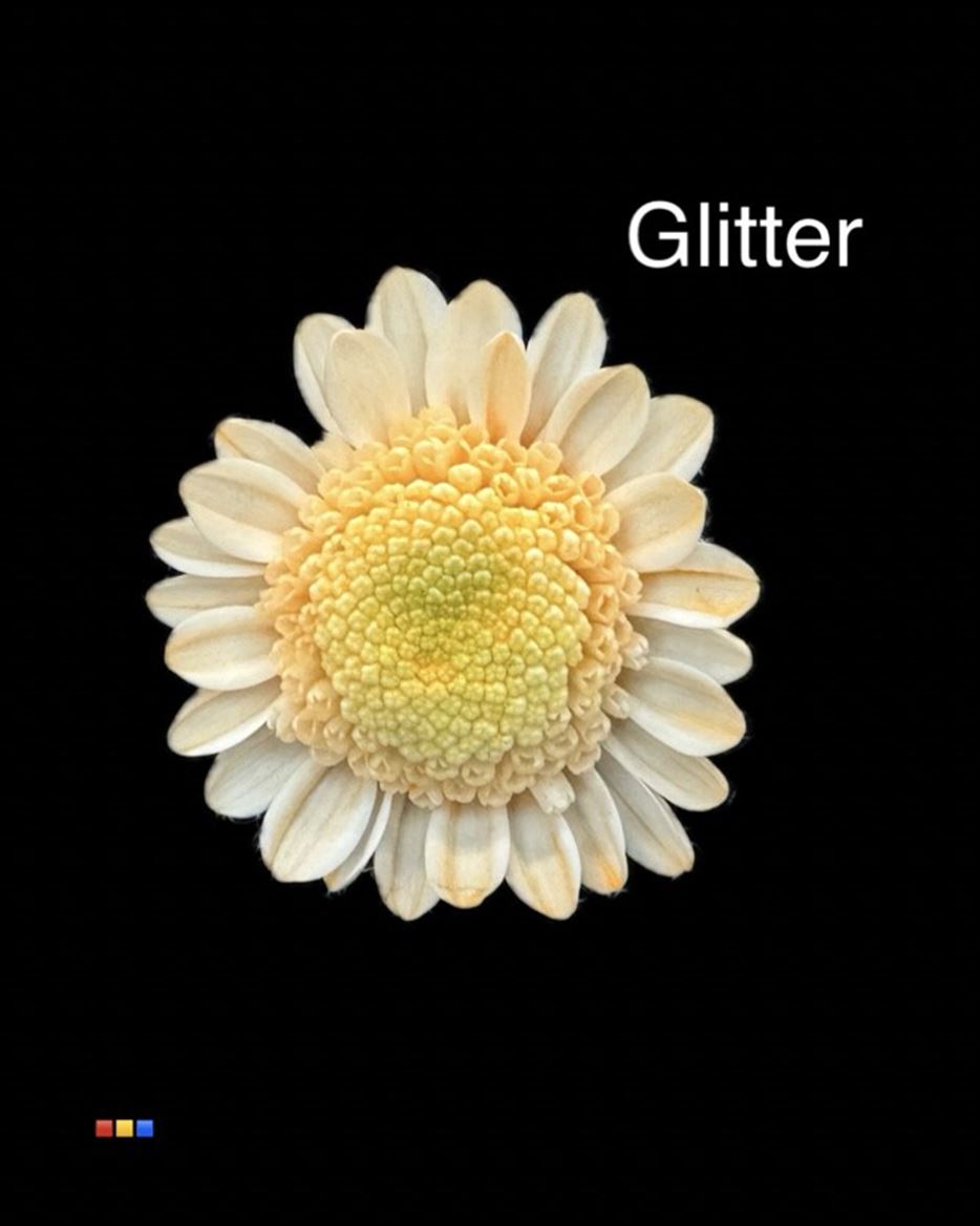 Срезанные цветы оптом Chrys sp paint stallion dusty pastel orange + glit от 60шт из Голландии с доставкой по России