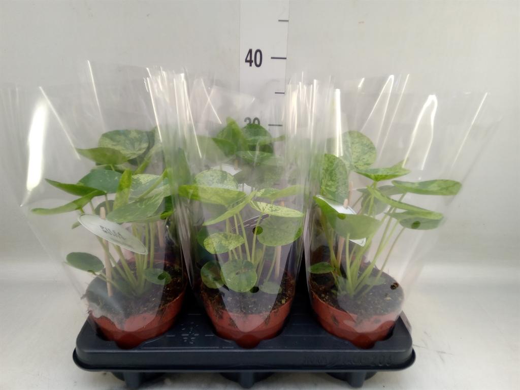 Горшечные цветы и растения оптом Pilea   ... от 6шт из Голландии с доставкой по России