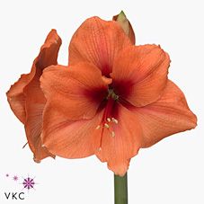 Срезанные цветы оптом Hippeastrum bq от 12шт из Голландии с доставкой по России