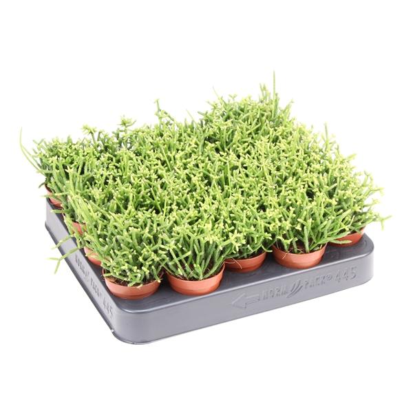 Горшечные цветы и растения оптом Rhipsalis Cereuscula от 20шт (для телеги) из Голландии с доставкой по России