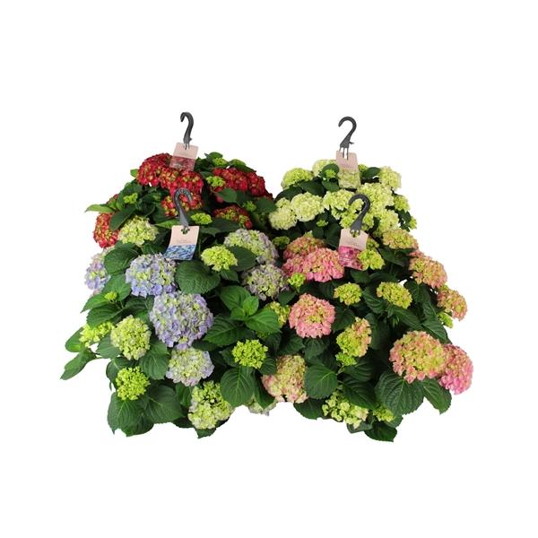 Горшечные цветы и растения оптом Hydrangea Ma Mix Hanging Pot 20+ от 1шт из Голландии с доставкой по России