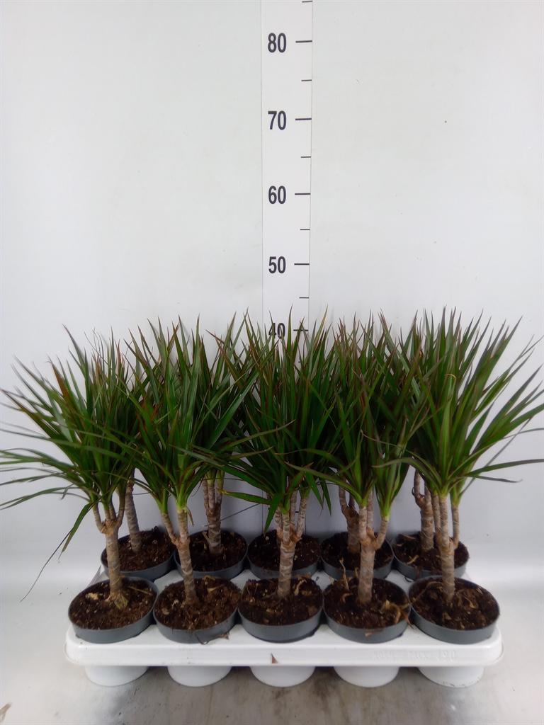 Горшечные цветы и растения оптом Dracaena Marg. от 10шт из Голландии с доставкой по России