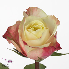 Срезанные цветы оптом Rosa large marosa от 60шт из Голландии с доставкой по России