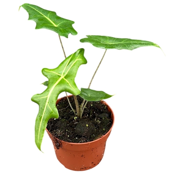 Горшечные цветы и растения оптом Alocasia Portei от 1шт (для телеги) из Голландии с доставкой по России