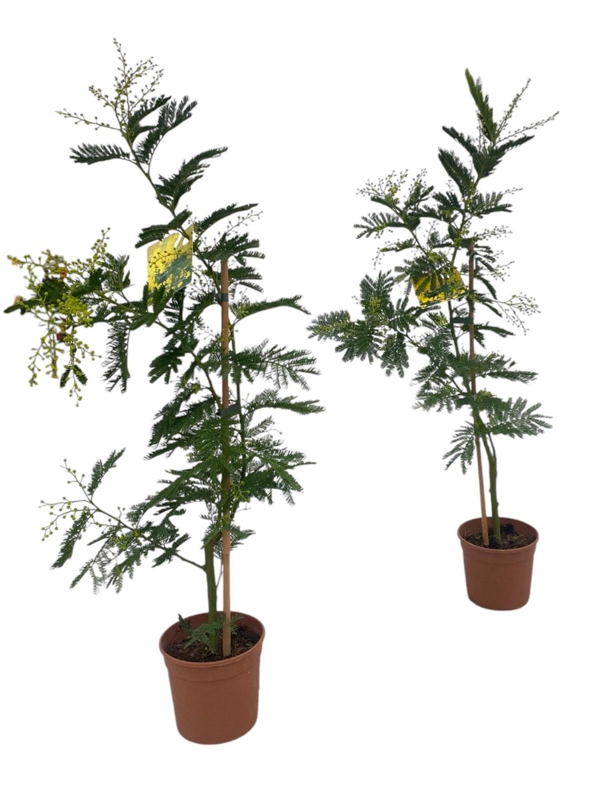Горшечные цветы и растения оптом Mimosa Acacia Dealbata от 6шт из Голландии с доставкой по России