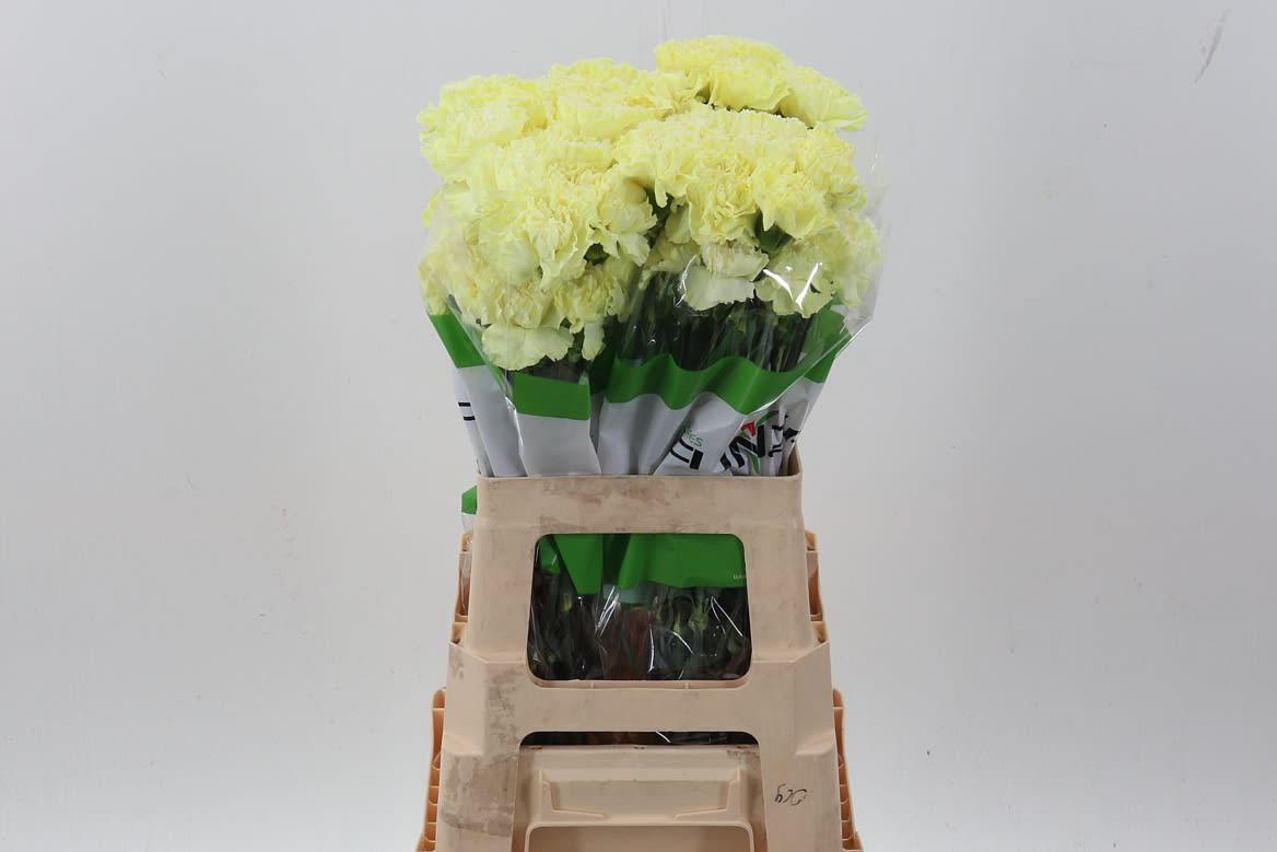 Срезанные цветы оптом Dianthus st paint pastel yellow от 80шт из Голландии с доставкой по России