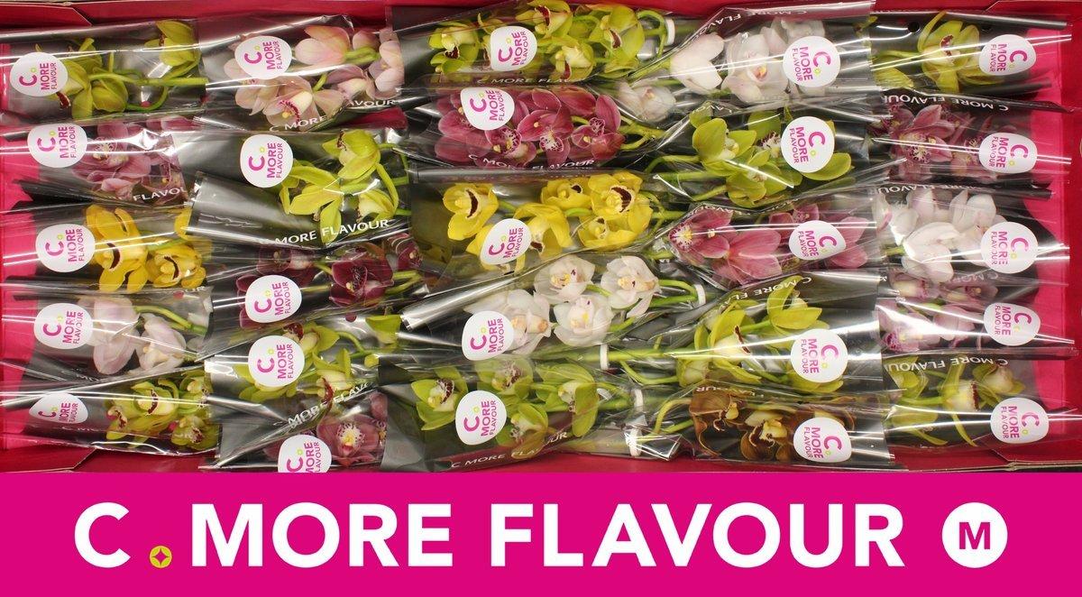 Срезанные цветы оптом Minicymbidium mix от 25шт из Голландии с доставкой по России