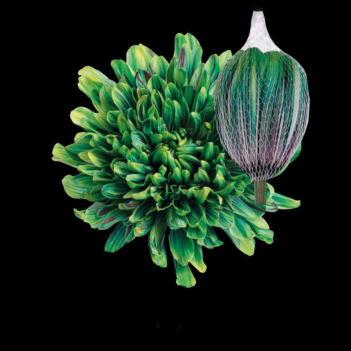 Срезанные цветы оптом Chrys bl paint antonov hawai от 40шт из Голландии с доставкой по России