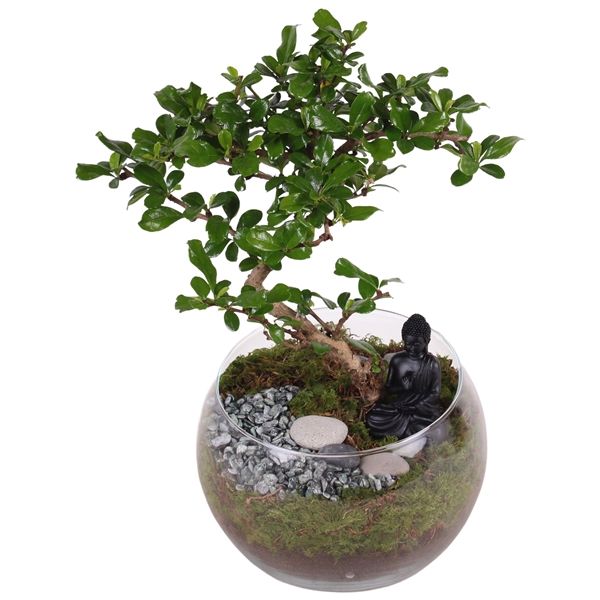 Горшечные цветы и растения оптом Bonsai S-shape Mixed In Bowl Vase от 3шт из Голландии с доставкой по России