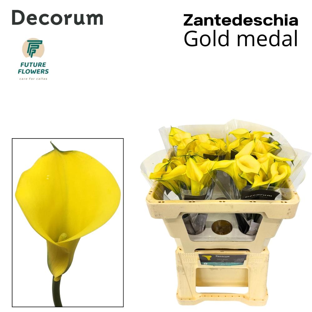 Срезанные цветы оптом Zantedeschia gold medal от 40шт. из Голландии с доставкой по России