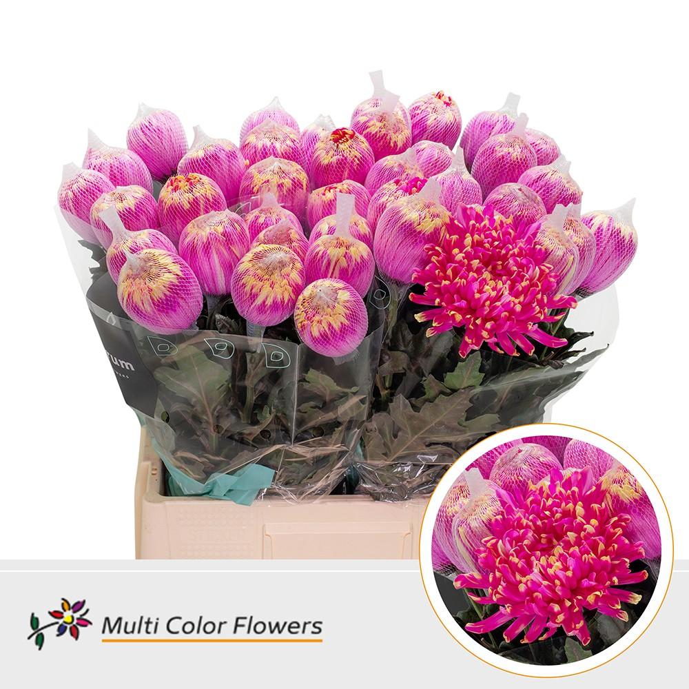 Срезанные цветы оптом Chrys bl paint antonov sex on the beach от 40шт из Голландии с доставкой по России